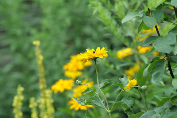 Фотоаппарат беззеркальный Panasonic Lumix DC-S1 Body