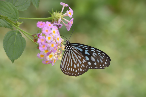 Объектив Tamron 18-400mm f/3.5-6.3 Di II VC HLD (B028) Canon EF-S
