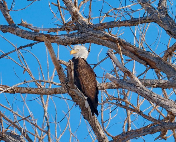 Фотоаппарат беззеркальный Fujifilm X-T5 Kit XF 18-55mm F2.8-4 R LM OIS Серебристый
