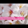 Объектив Sigma 105mm f/2.8 DG DN Macro Art L-Mount
