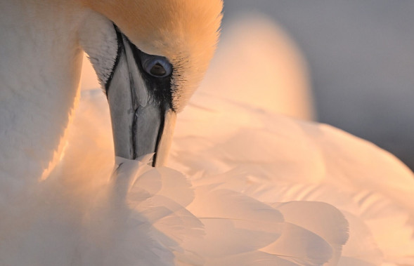 Объектив Nikon NIKKOR Z 800mm f/6.3 VR S