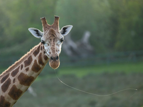 Фотоаппарат беззеркальный Fujifilm GFX 100S ll Body