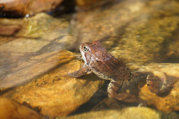 Объектив Tamron AF 18-200mm f/3.5-6.3 Di III VC (B011) Sony E