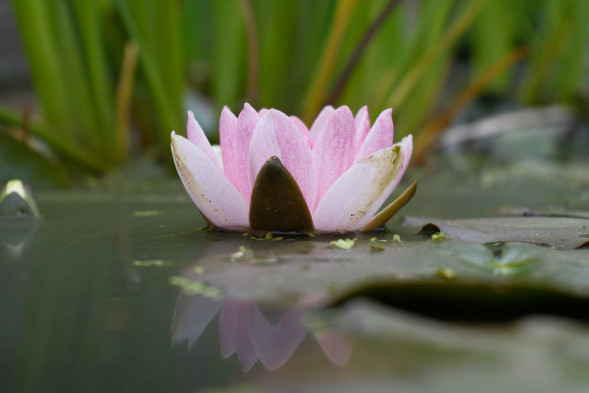 Фотоаппарат беззеркальный Fujifilm X-S20 Kit XF 16-50mm F2.8-4.8 Black – отзывы