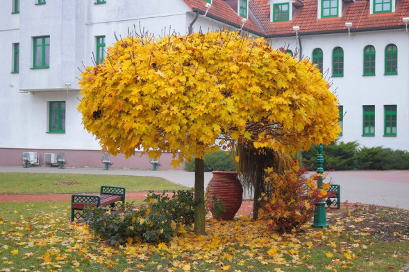 Объектив Canon EF-S 18-55mm f/3.5-5.6 IS STM