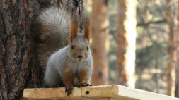 Видеокамера Panasonic HC-V770 в Москве