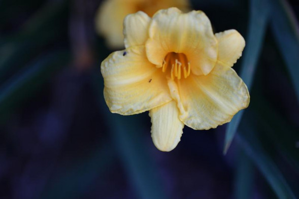 Фотоаппарат беззеркальный Canon EOS R Kit RF 24-105mm F4L IS USM + Adapter EF-EOS R, черный