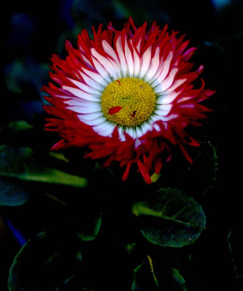 Объектив Sigma 56mm f/1.4 DC DN Contemporary Nikon Z