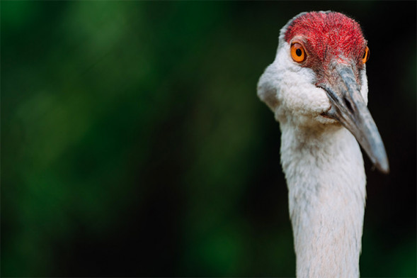 Объектив Sigma 70-200mm f/2.8 DG OS HSM Sports Canon EF