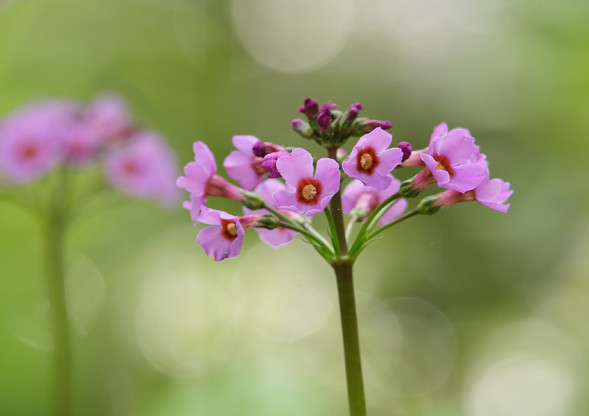 Объектив Tamron 150-500mm f/5-6.7 Di III VC VXD (A057) Sony E