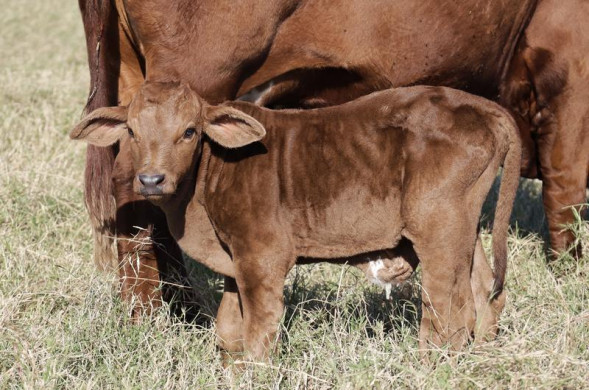 Фотоаппарат беззеркальный Canon RP Body Adapter EF-EOS R, черный