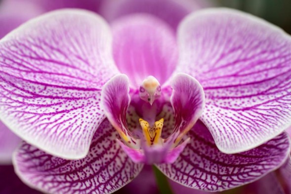 Объектив Sony FE 70-200mm f/4 G OSS II Lens