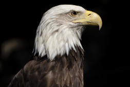 Объектив Tamron 70-300mm F/4.5-6.3 Di III RXD (A047) Sony E в Краснодаре