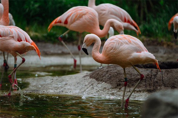 Объектив Sigma 70-200mm f/2.8 DG OS HSM Sports Nikon F