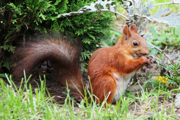 Объектив Sigma AF 18-200mm f/3.5-6.3 DC Macro OS HSM Contemporary Nikon F