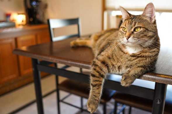 Объектив Sigma 23mm f/1.4 DC DN Contemporary Sony E