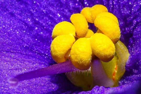 Объектив Tokina FiRIN 100mm F2.8 FE Macro для Sony