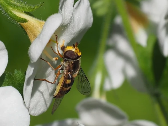 Фотоаппарат беззеркальный OM System OM-5 Kit 14‐150mm F4‐5.6 II Black