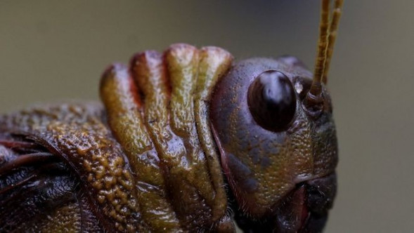 Объектив Canon RF 100mm f/2.8L Macro IS USM