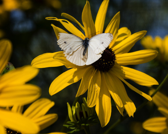 Фотоаппарат зеркальный Nikon D7500 Body