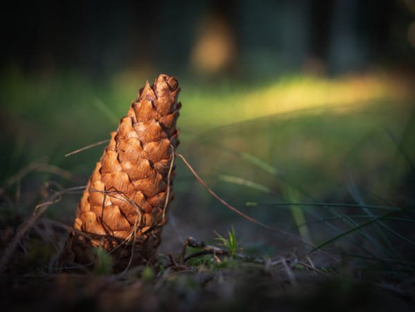 Объектив Zeiss Distagon T* 2.8/25 ZF.2