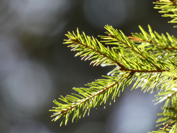 Фотоаппарат цифровой Panasonic DC-FZ82 Black