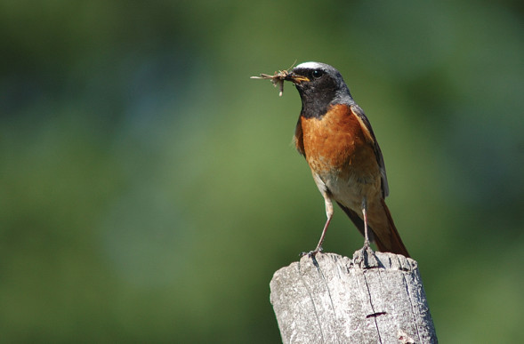 Объектив Canon EF 75-300mm f/4-5.6 III