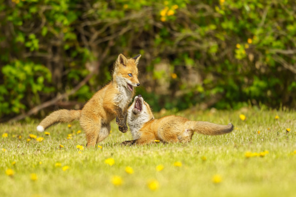 Объектив Sigma 100-400mm F/5-6.3 DG DN OS Contemporary Sony E