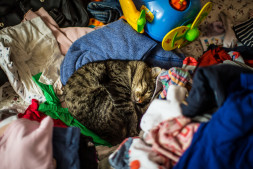 Фотоаппарат зеркальный Canon EOS 1D C Body в Москве