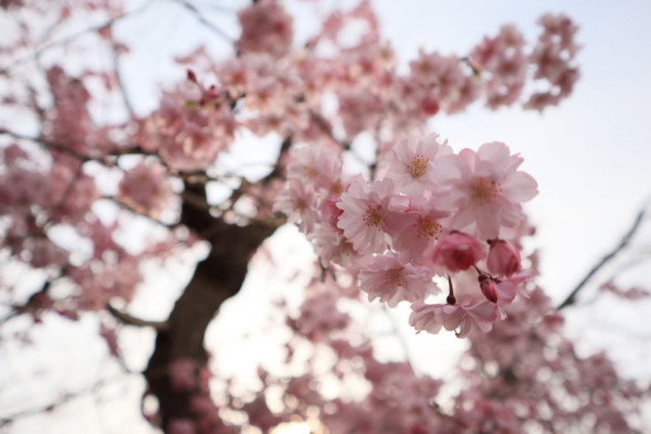 Фотоаппарат беззеркальный Canon M50 Mark II Body