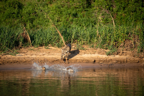 Объектив Sigma AF 60-600mm f/4.5-6.3 DG DN OS Sports L-mount