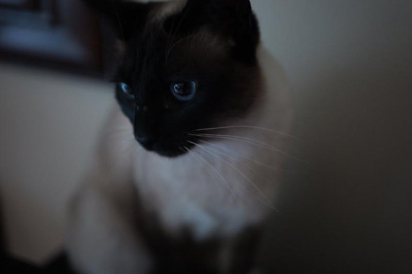 Фотоаппарат беззеркальный Panasonic Lumix DC-S5 II Body