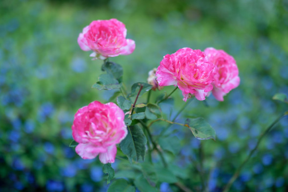 Объектив Fujifilm XF 50mm f/1.0 R WR