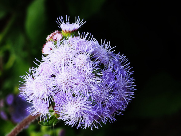 Фотоаппарат беззеркальный Olympus OM-D E-M10 Mark IV Kit M.Zuiko Digital ED 14-42mm f/3.5-5.6 EZ Серебристый