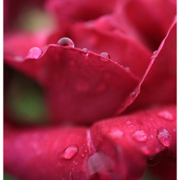 Объектив Canon RF 24mm f/1.8 Macro IS STM в Москве