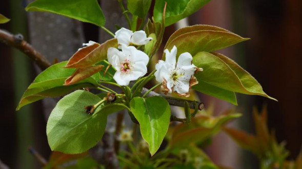 Фотоаппарат беззеркальный Panasonic Lumix GH6 Kit 12-60mm