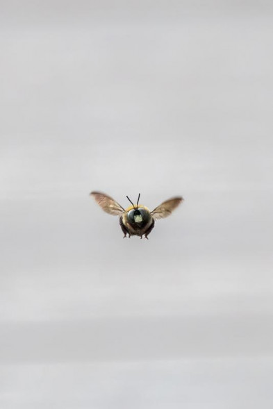 Фотоаппарат беззеркальный Canon EOS R8 Kit RF 24-50mm f/4.5-6.3 IS STM