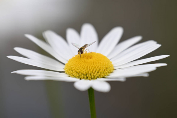 Объектив Nikon NIKKOR Z 70-180mm f/2.8 Lens