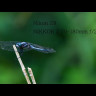 Объектив Nikon NIKKOR Z 70-180mm f/2.8 Lens