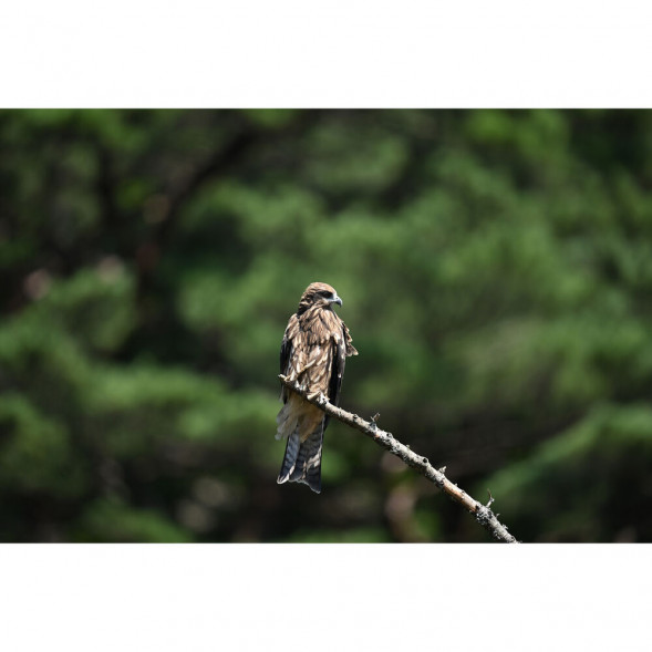 Объектив Nikon NIKKOR Z 600mm f/4 TC VR S