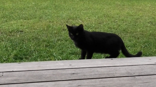 Видеокамера Sony FDR-AXP55