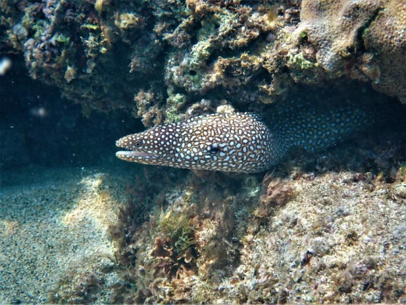 Фотоаппарат цифровой Olympus Tough TG-6, красный